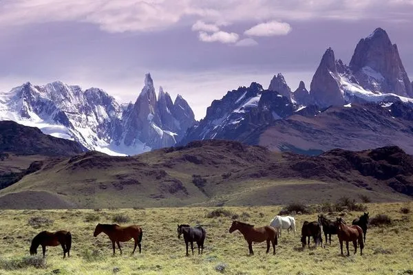 Horses grazing below snowy peaks in the Andes