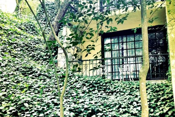 An ivy-covered courtyard at Hotel Chipinque